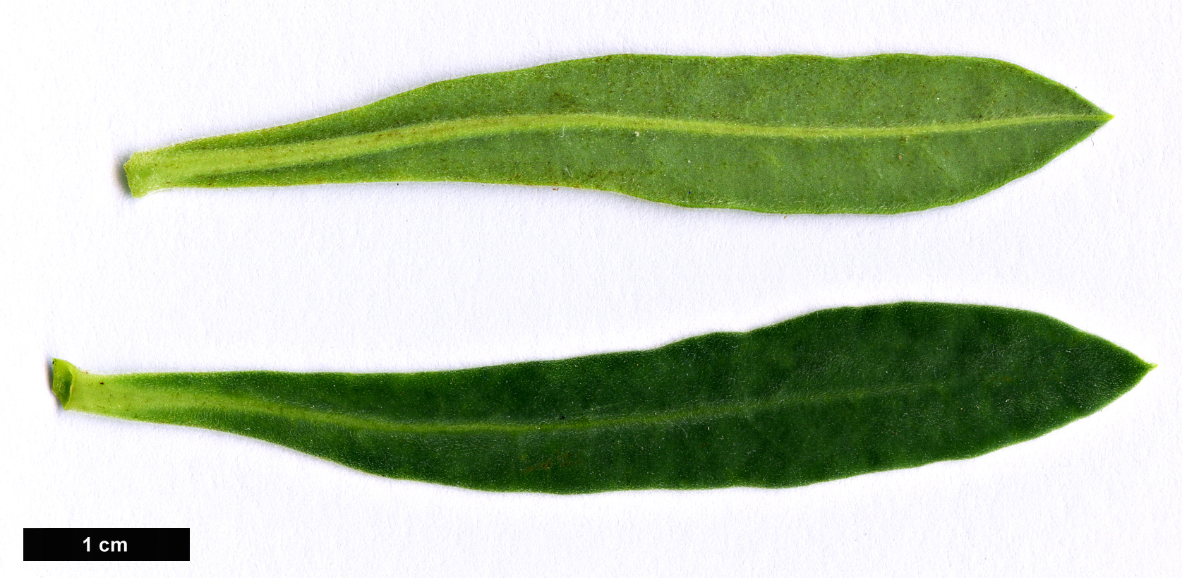 High resolution image: Family: Euphorbiaceae - Genus: Euphorbia - Taxon: characias - SpeciesSub: subsp. wulfenii